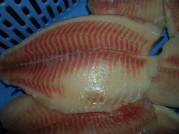 Frutti di mare congelati freschi di origine della Tailandia/raccordo di tilapia del pesce congelato massa