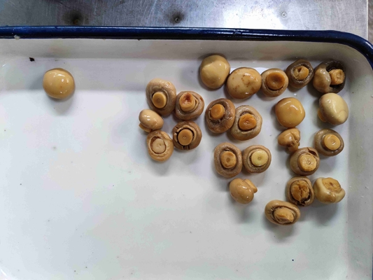 Tin Canned Champignon Mushroom affettato con acqua