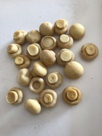 190g ha inscatolato il fungo comune di Cultivatea intero/collega e stacca