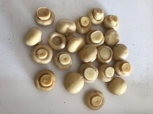 Funghi di champignon in scatola di verdura con sapore naturale puro Funghi di champignon in scatola per l'industria alimentare