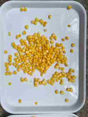Parte grano di mais dolce in scatola grano dolce in scatola carico allergeni possono contenere tracce di soia e grano