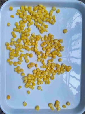 Prezzi convenienti e gustosi Noci di mais in scatola